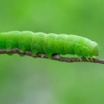 Caterpillar fungus could be the surprising ingredient that stops cancer